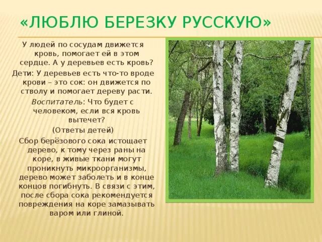 Прокофьев береза стихотворение. Люблю березку русскую. Береза люблю березку русскую. Стихотворение люблю березу русскую. Презентация люблю березку русскую.