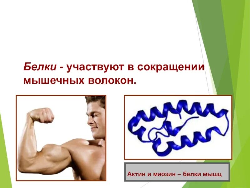 Мышечная ткань схема белков. Два белка мышц. Два белка мышц. Два белка мышц. Два белка мышц.