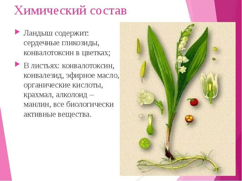 Строение листьев ландыша. Ландыш майский сердечный гликозид. гликозид ландыша майского. гликозиды ландыша препараты. ландыш майский описание ботаника.