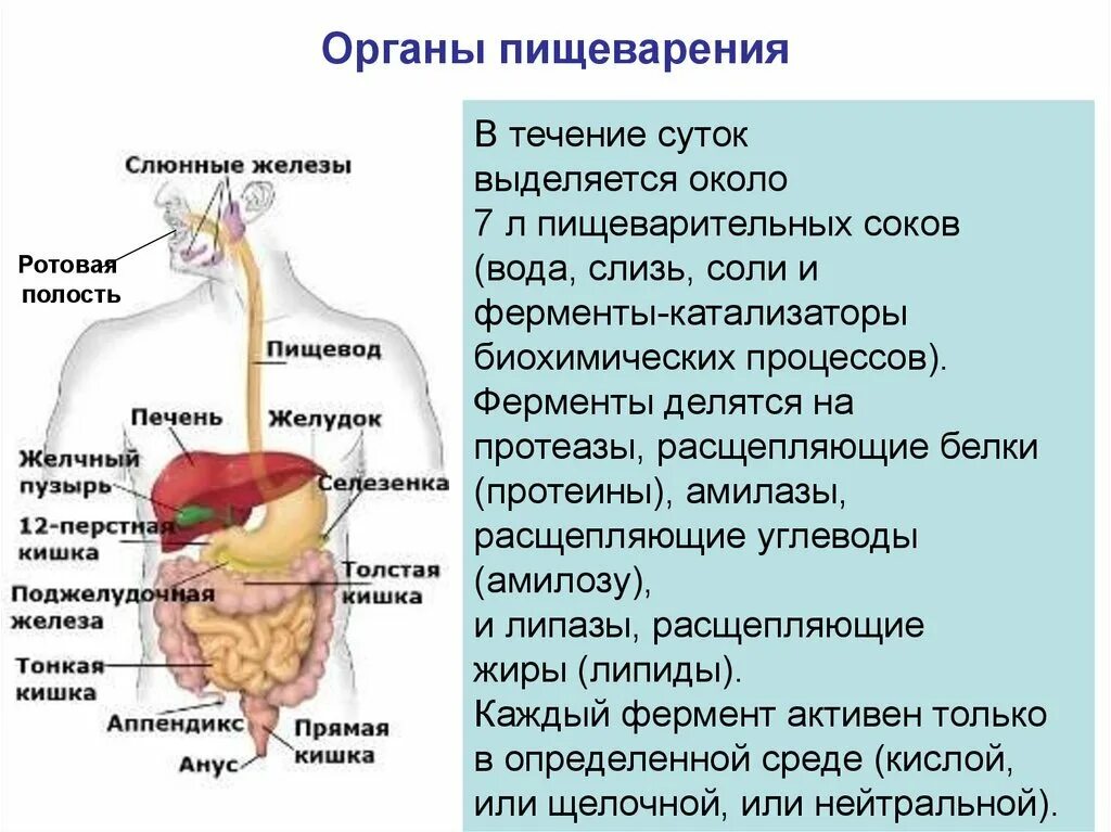 Что образуется в печени и способствует пищеварению
