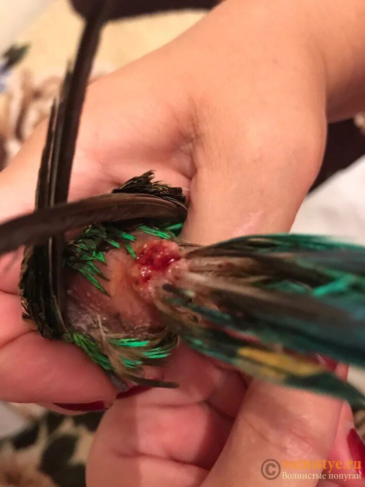 Аквариумные рыбки с большим хвостом. Серебряный петушок рыбка. Кот с хвостом. Девушка с хвостом. Вырвал хвост.