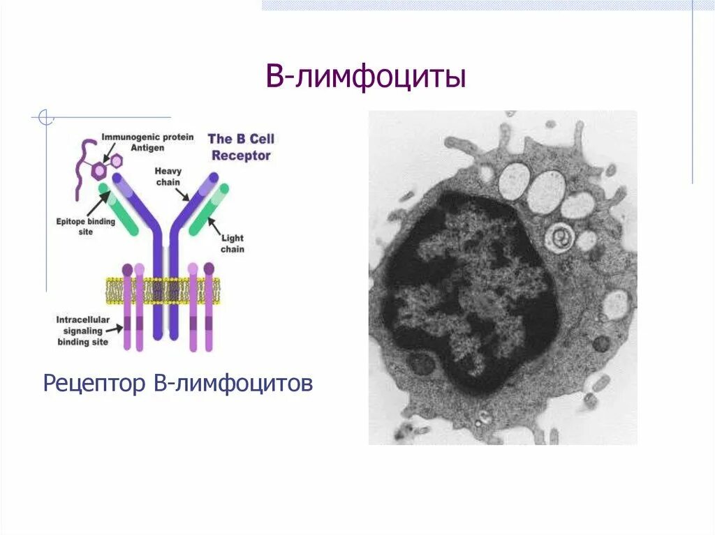 Структура т лимфоцитов