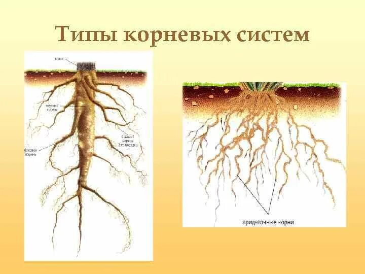 Сложная корневая система. Корень и система корня. Корневая система корневого типа. Определите и подпишите Тип корневой системы.