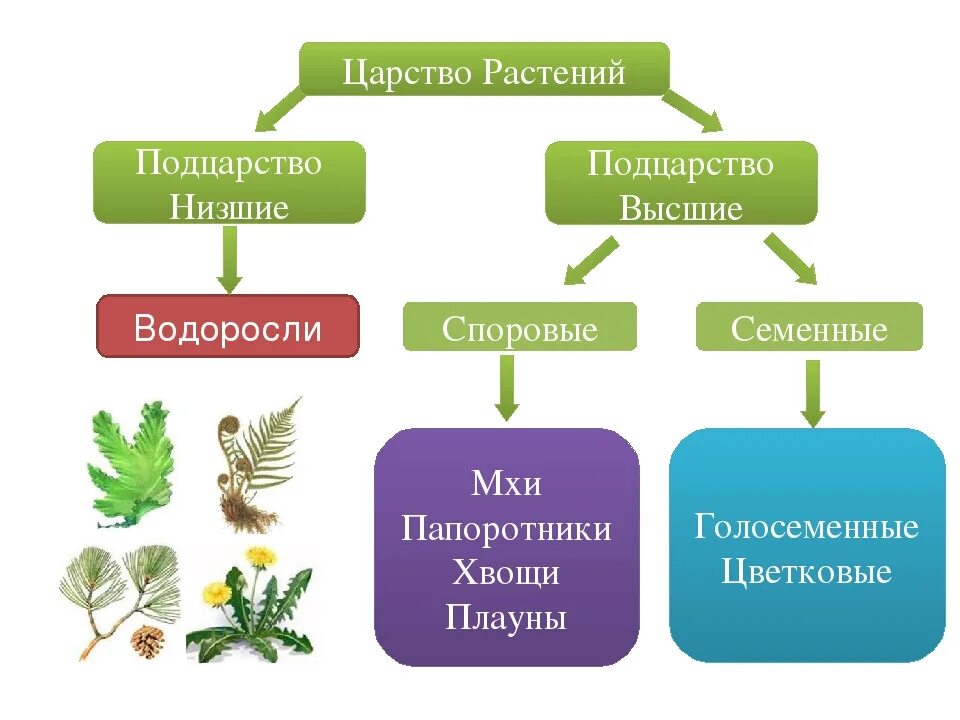 Схема растений низшие высшие. Царство растений 5 класс биология таблица. Биология 5 кл царства растений характеристика. Представители царства растений 5 класс биология. Схема царство растений Подцарство низшие растения.