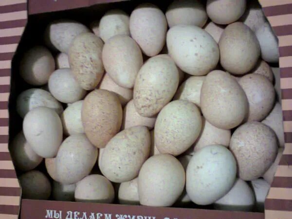 Индюшиные яйца. Яйцо инкубационное индюшиное. Цесариные яйца.