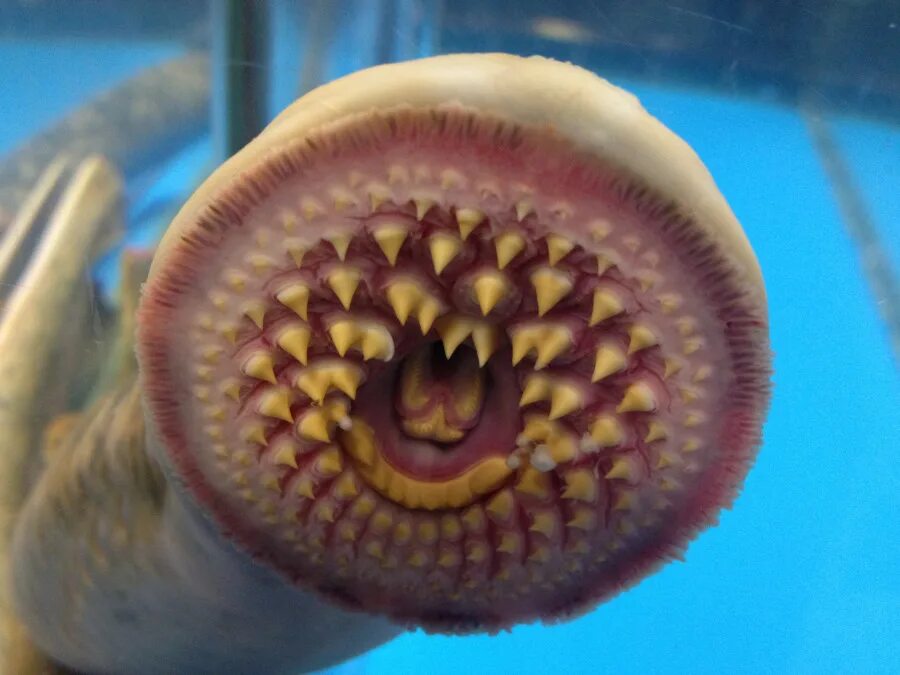 Зубы существ. Плащеносная акула марианская впадина. Зубы существ. Гигантская рыба монстр. Мурена строение челюстей.