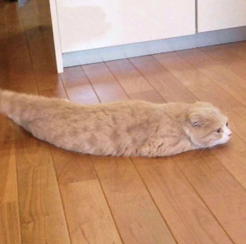 Что значит грация кошки