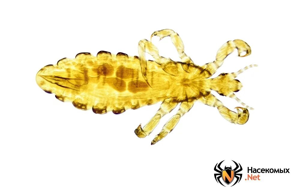 Мандавошки лобковая вошь. Мягкая игрушка клещ. Игрушка вошь. Мягкая игрушка блоха. Игрушка вша.