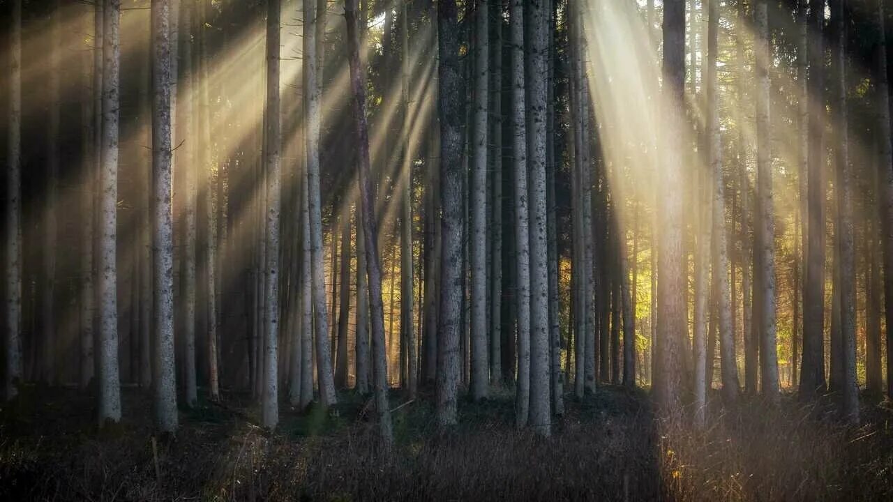 Лес фон. Освещение в лесу. Свет в лесу. Лес деревья свет.
