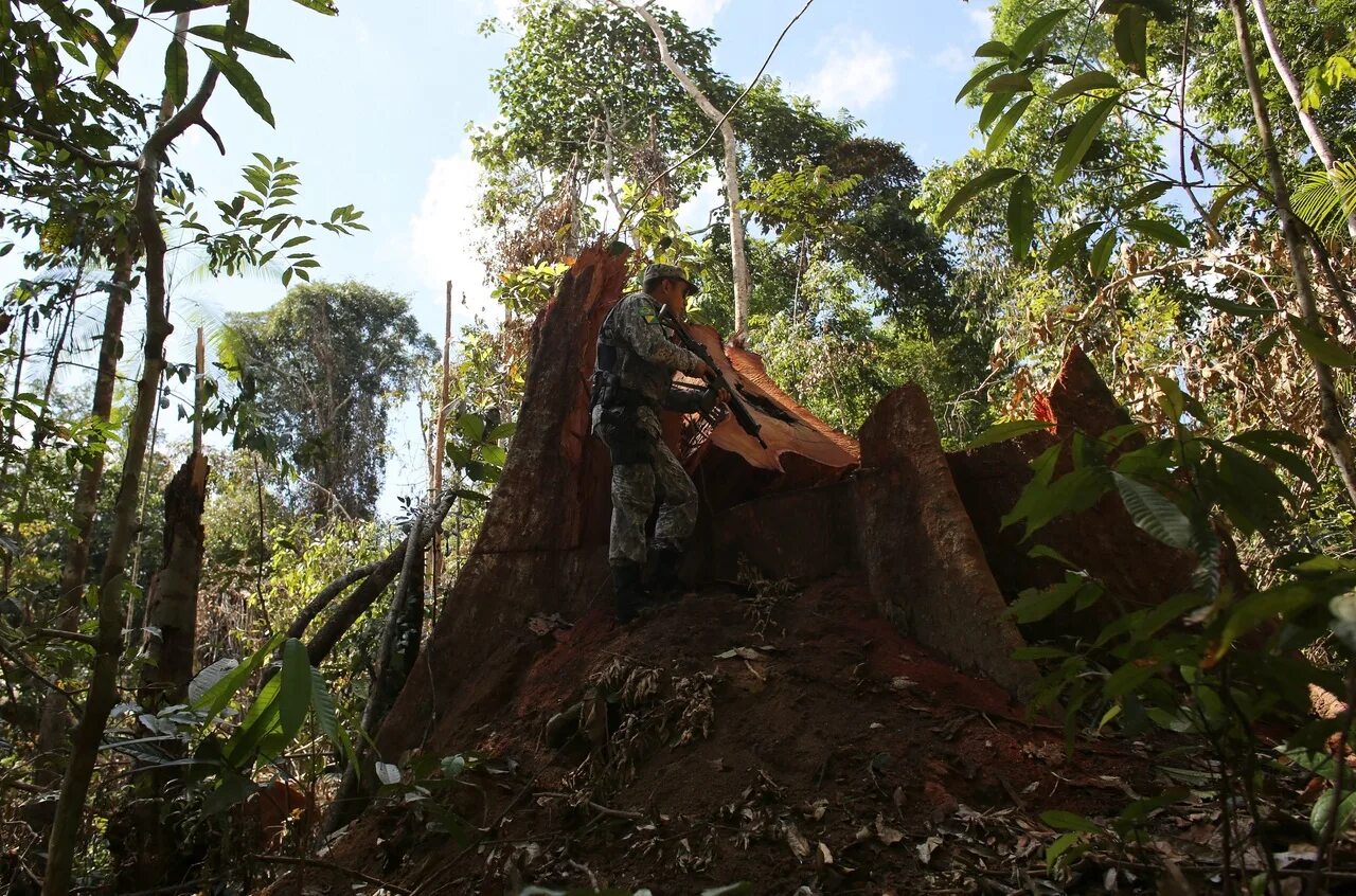 Исчезающие тропические леса амазонки. Вырубка тропических лесов Амазонии. Вырубка деревьев амазонки. Человек в тропическом лесу. Проблема тропического леса