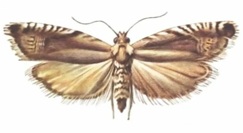Гороховая плодожорка. Гороховая плодожорка (Laspeyresia nigricana Steph.). Гороховая плодожорка бабочка. Гороховая листовертка. Листовертка рисунок.
