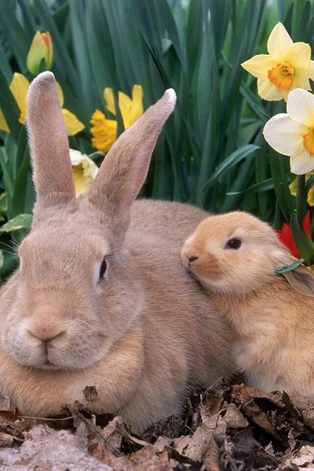 Кролик вислоухий баран белый. Кролик картинка. Покажи фотографии кролика. Айдахский кролик белый. Лисий кролик декоративный.