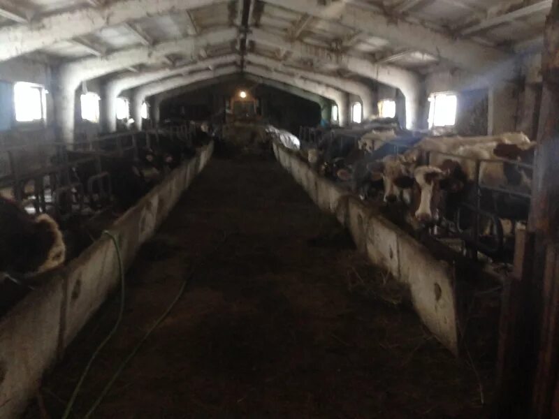 3 кошары кошара. Хозяйство афонькиных фермерское хозяйство. Молочное животноводство. «фермерское хозяйство голихин с. Арендные фермерские хозяйства.