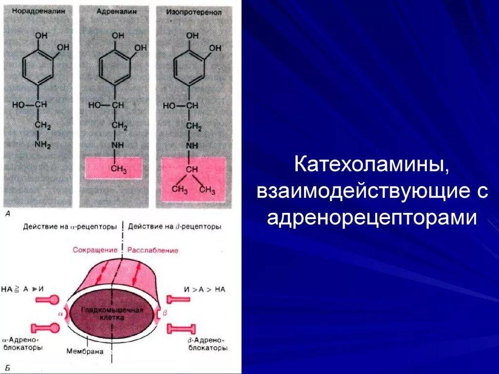 Схема механизма действия катехоламинов. Рецепторы норадреналина. Взаимодействия адреналина с рецепторами. Механизм действия адреналина и норадреналина. Адреналин влияние на нервную систему