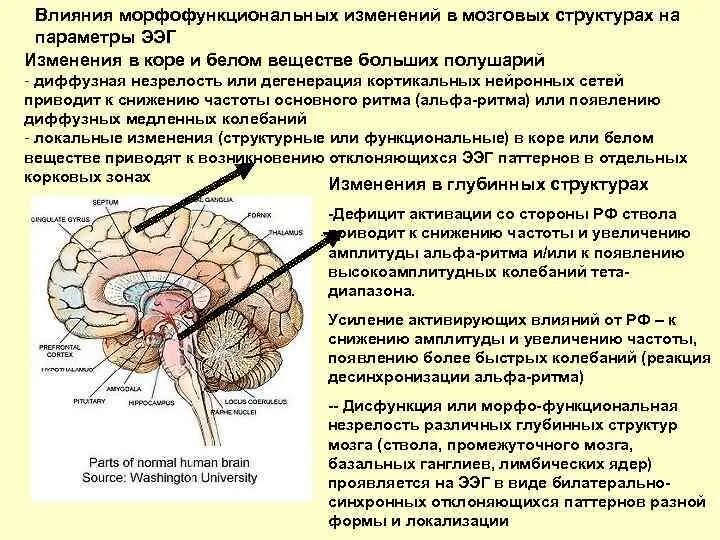 Изменения биопотенциалов головного мозга. Корково подкорковая структура дисфункции. Корковые и подкорковые структуры мозга. Ирритация диэнцефальных структур мозга. Подкорково стволовые структуры мозга.