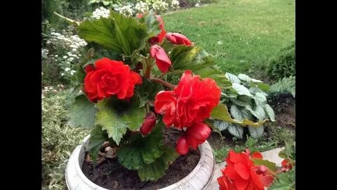 Бегония летом на улице