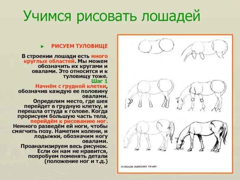 Характеристика внешнего строения лошадей. Характеристика внешнего строения лошадей