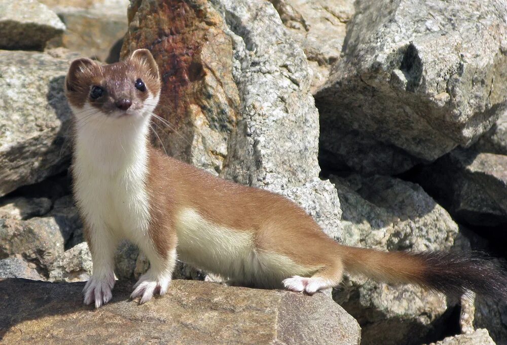 Ласка (mustela nivalis). Сицилия куница. Американская норка neovison vison. Горная куница. Солонгой забайкальский.