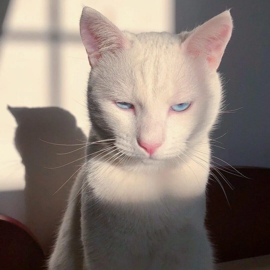 Милые кошки эстетика. Милый котик эстетика. Коты эстетика. Коты фото эстетика. Котики сохры.