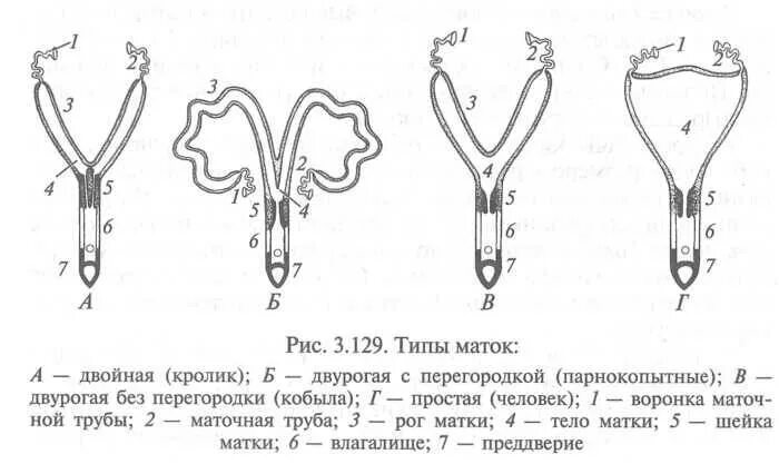Как сделать матку
