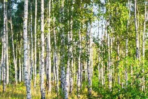 Человек в березовой роще