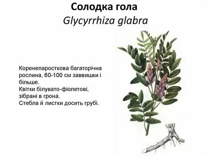 Солодка свойства
