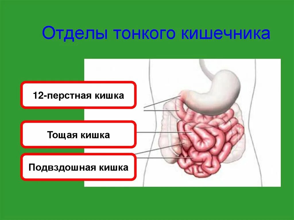 Название тонкой кишки