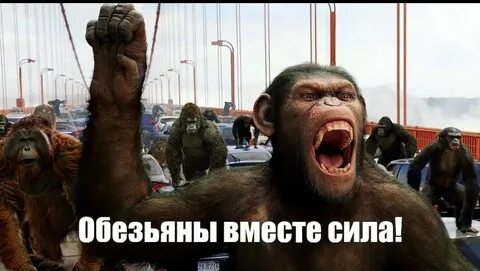 Слышь обезьяна