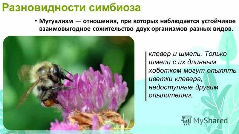 Пчелы и шмели тип взаимоотношений. Пчела и Клевер Тип взаимоотношений. Шмель и Клевер Тип взаимоотношений. Разновидности шмелей. Шмель на клевере.