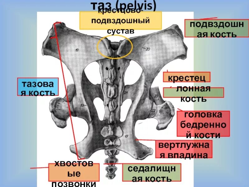 Подвздошная кость гистология. Левое крестцово подвздошное сочленение. Кости крестцово подвздошного сустава. Крестец и подвздошная кость.