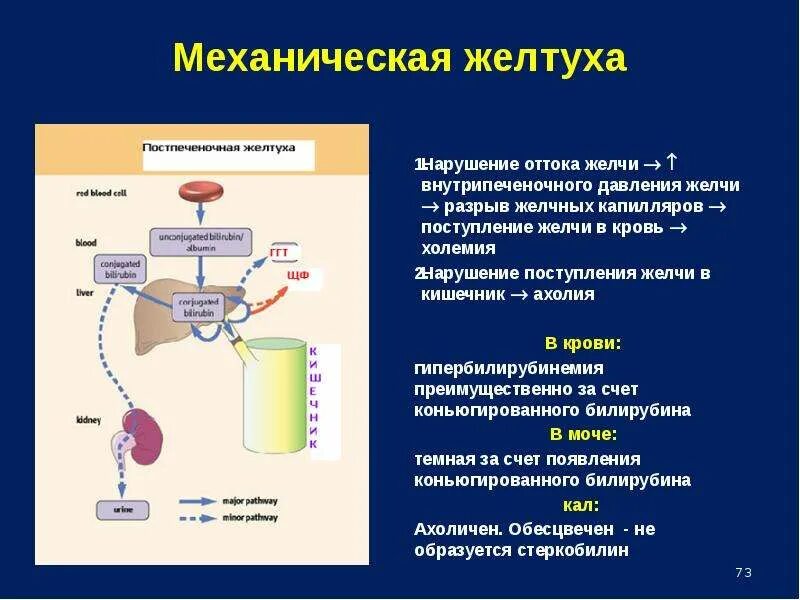 Поступление желчи в кишечник. Недостаточном поступлении желчных кислот в кишечник:. Анализатор для измерения желчных кислот в крови.