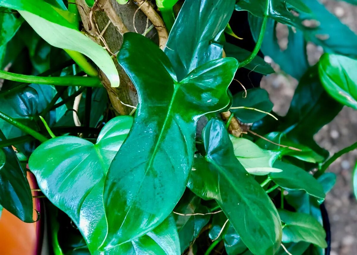 Филодендрон фото. Филодендрон bipennifolium. Филодендрон стреловидный. Филодендрон брандиантум. Филодендрон Блэк вельвет.