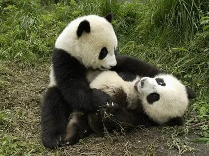 B8 9 pandas
