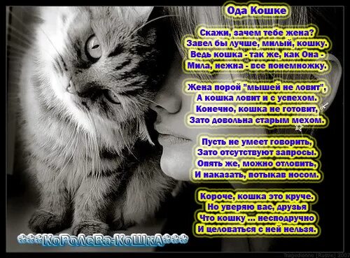 стихи про любовь к кошкам. стихи про котов. стихи про любимых кошек. стих про кошку. котенок на руках у мужчины.