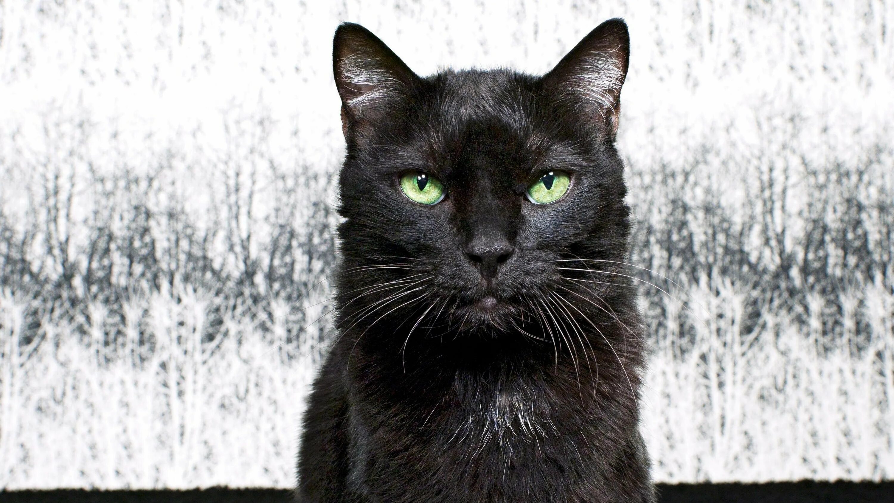 Типаж black cat это