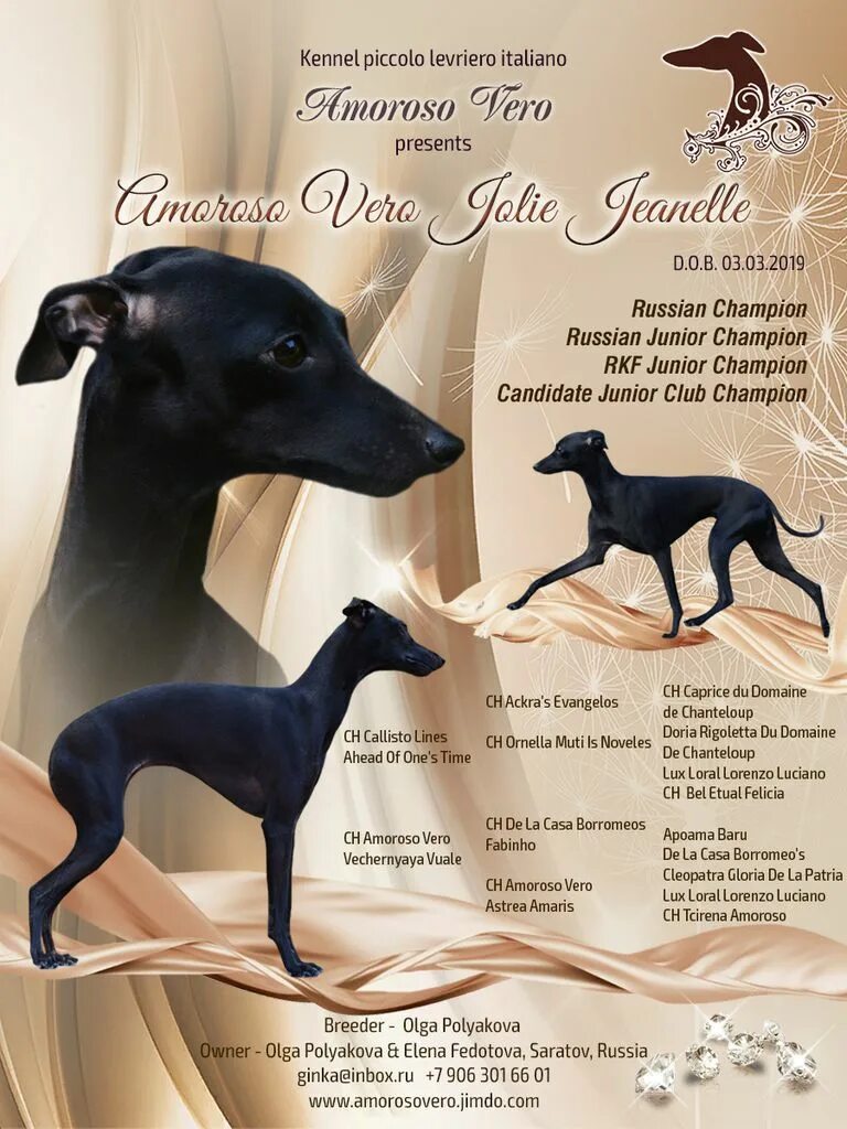 Кинологический центр новороссийск. Стихи про левретку. Прайс для питомников животных. Чемпион россии бигль ркф. Питомник собак ркф.