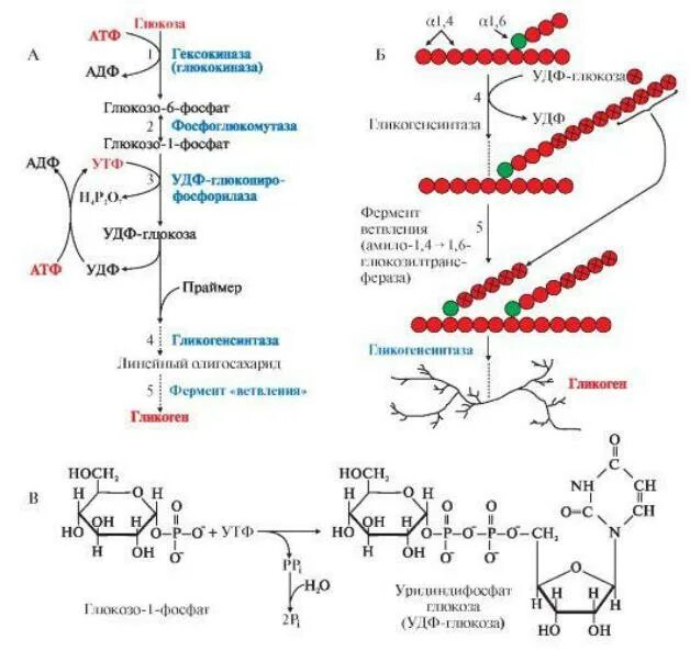 Образование гликогена в печени. Синтез гликогена биохимия схема. Синтез и распад гликогена биохимия. Гликогенолиз биохимия схема. Схема синтеза гликогена из Глюкозы.
