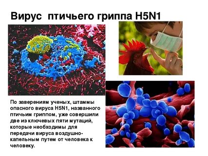 Какой вирус в спб