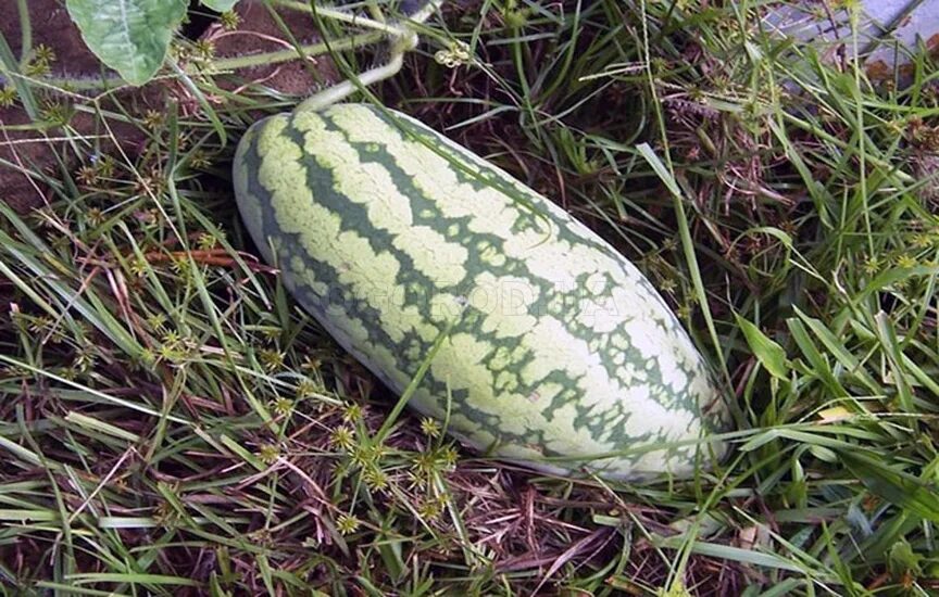 Продолговатый арбуз сорт. Cucumis metuliferus. длинный арбуз. вытянутый арбуз.