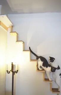 Кота дорожки
