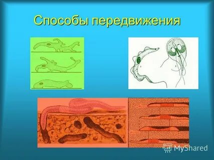 Первый способ передвижения