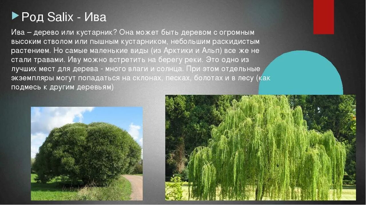 Ива из каких звуков состоит. Ива остролистная деревья России. Ива дерево описание. Плакучая Ива дерево.
