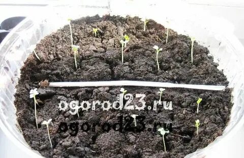 Почему не взошли семена капусты