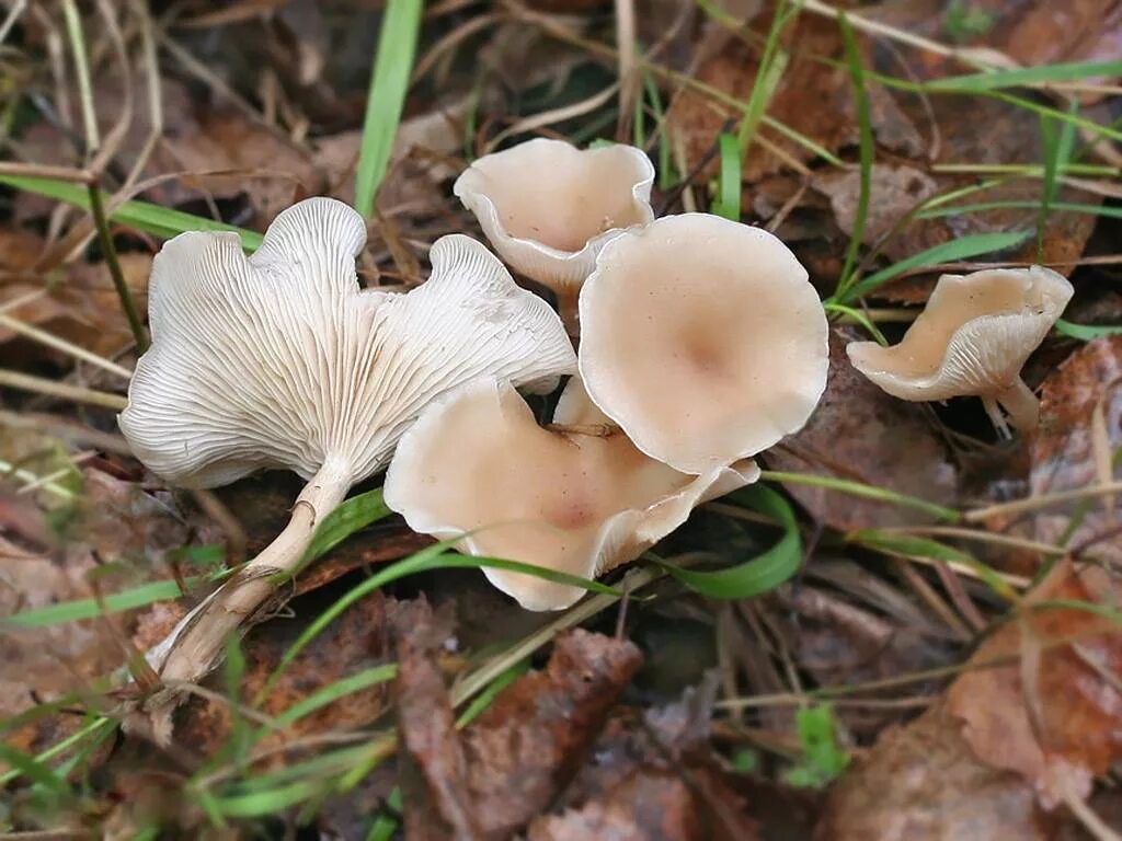 Говорушка восковатая. Говорушка ворончатая (Clitocybe Gibba). Говорушка беловатая. Грибы говорушка ворончатая съедобная. Говорушка беловатая (Clitocybe rivulosa).