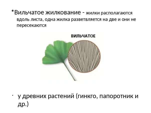 Аллиум аквамарин. Лук косой описание. Аллиум карликовый. Christophii аллиум. Аллиум полевой.