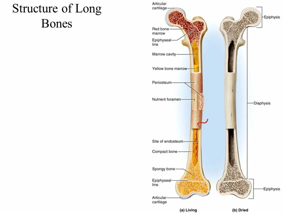 Long bones. Coarse bone tissue. Pendek. Long bones. Long bone.