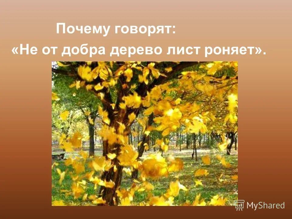 Выделение у растений листопад урок 6 класс. Выделение у растений листопад. дерево роняет листья. выделение у растений листопад 6 класс биология. почему в народе говорят не от добра дерево лист роняет.