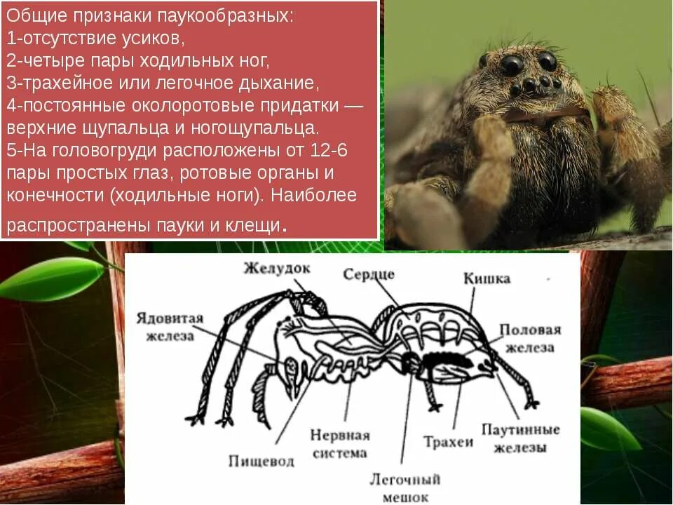 Выбери признаки паукообразных. Общая характеристика паукообразных. Класс паукообразные общая характеристика. Характерные черты паукообразных. Признаки паукообразных.