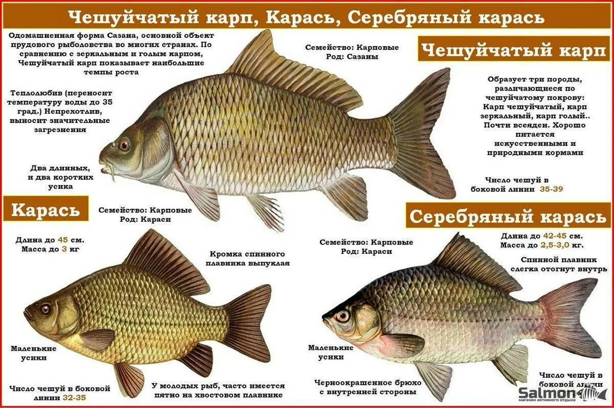 Виды карповой рыбы - найдено 86 картинок