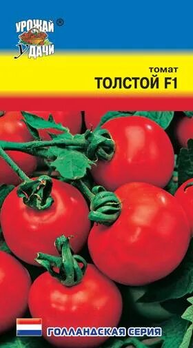 Помидоры толстой ф 1. Томат толстой семена. Томат толстой f1. Томаты толстой урожай.